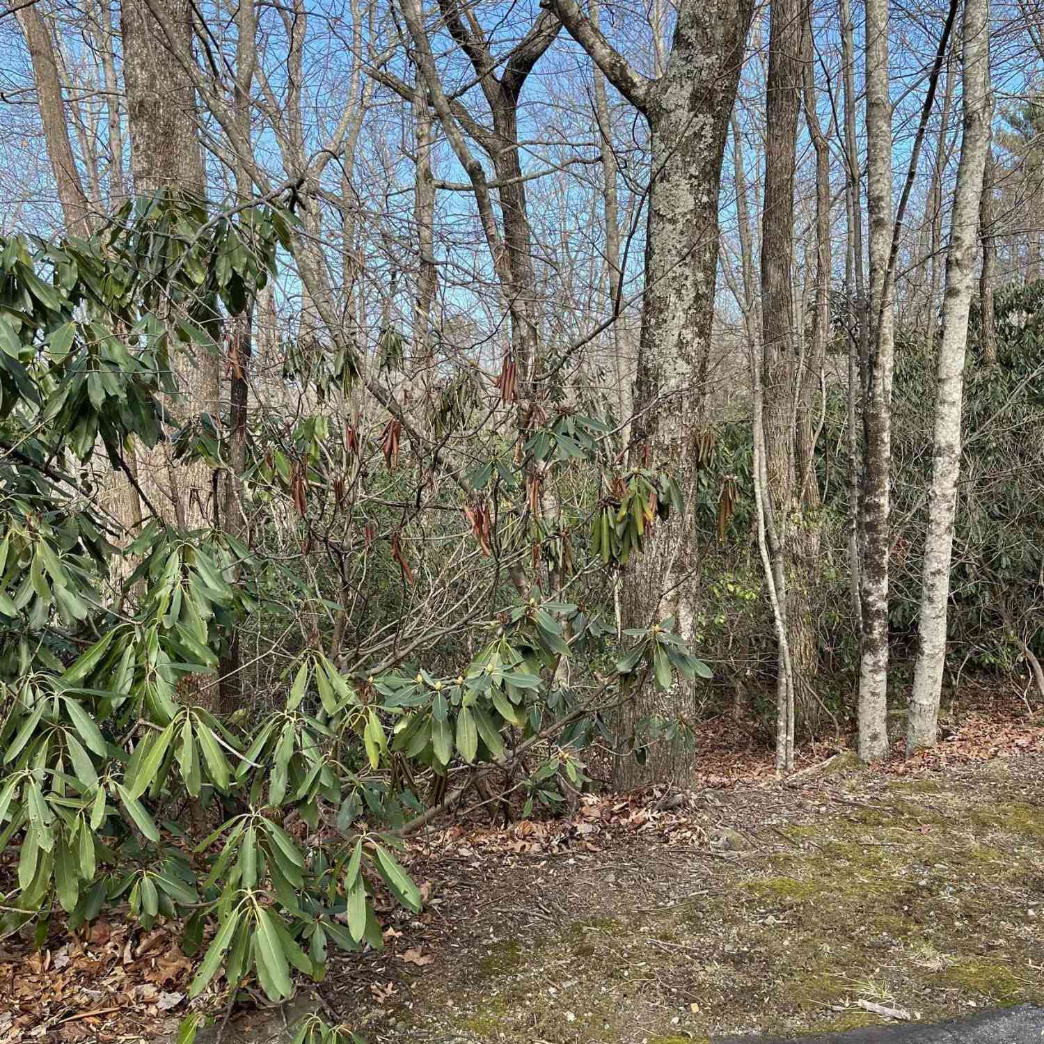 Vacant Land For Sale - TBD Cliff Ridge<br/> Greenville, SC 29635
