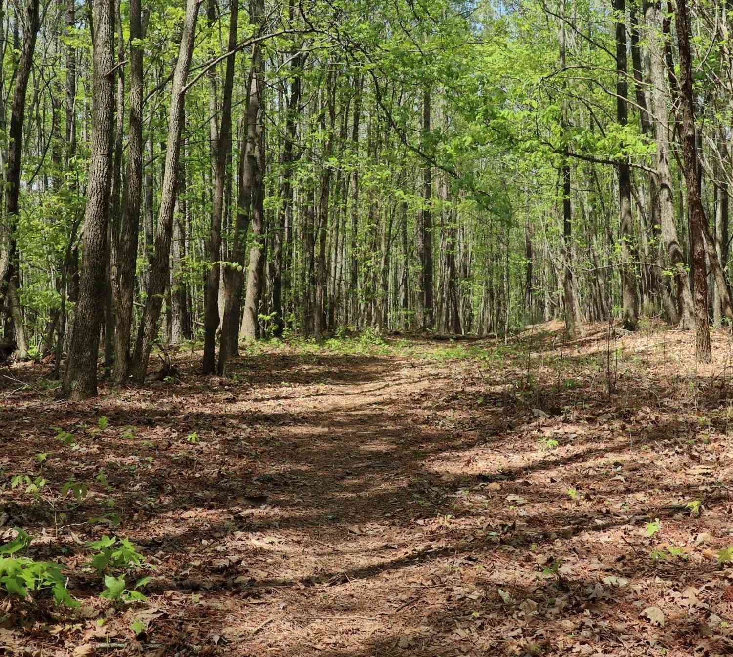 Vacant Land For Sale - 23 Belk<br/> Travelers Rest, SC 29690
