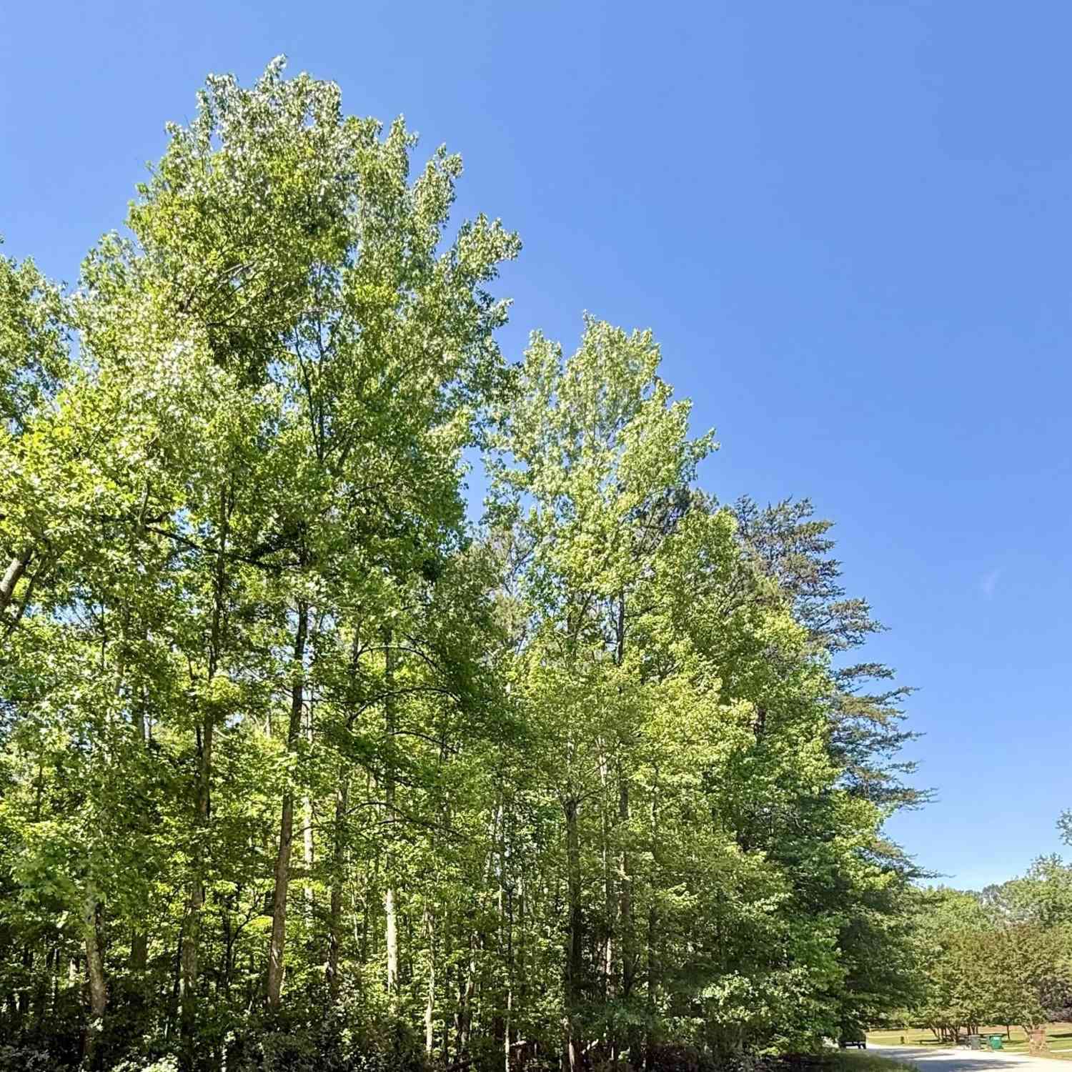 Vacant Land For Sale - 00 Woodwind<br/> Spartanburg, SC 29302