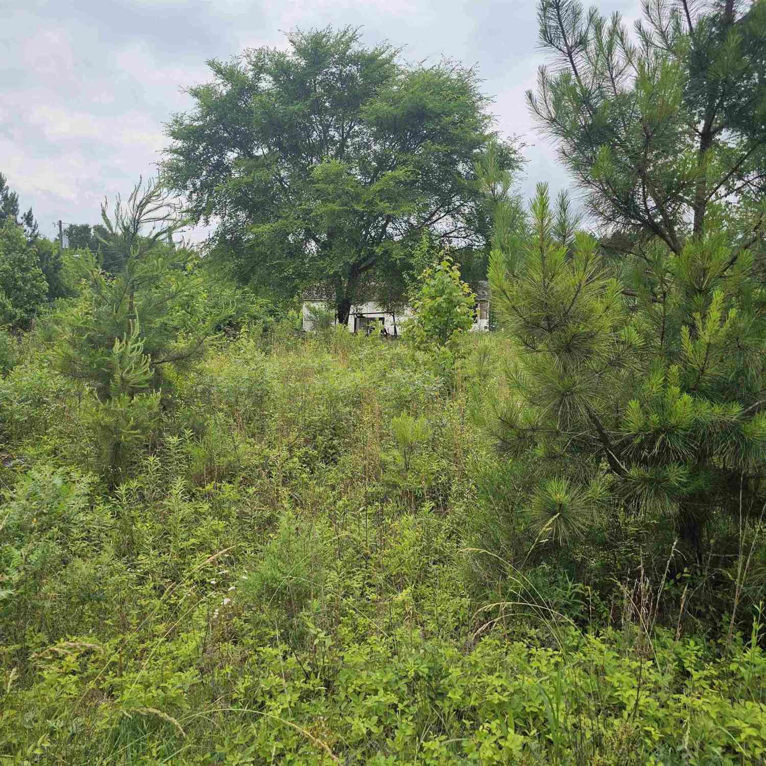 Vacant Land For Sale - 348 Dillon<br/> Clinton, SC 29325