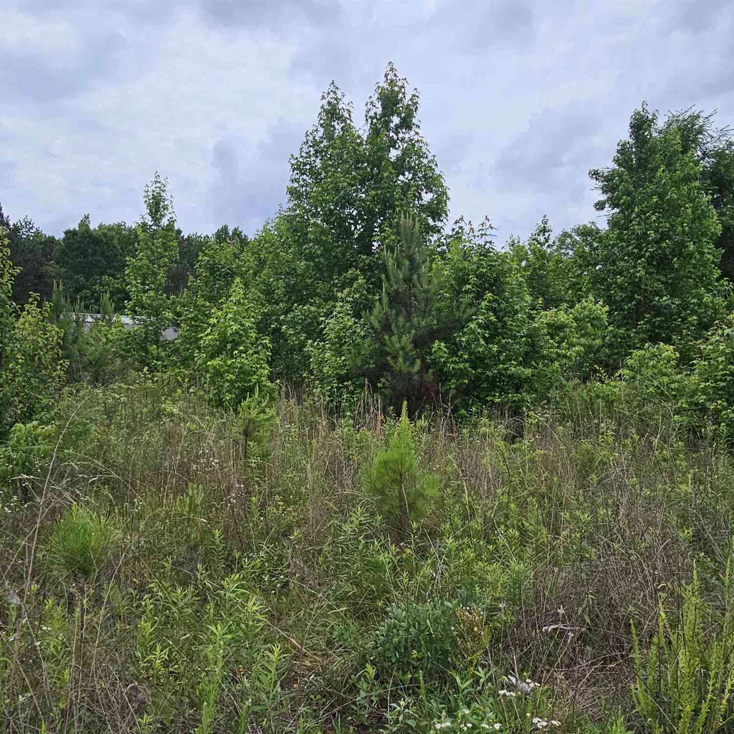 Vacant Land For Sale - 144 Colleton<br/> Clinton, SC 29325