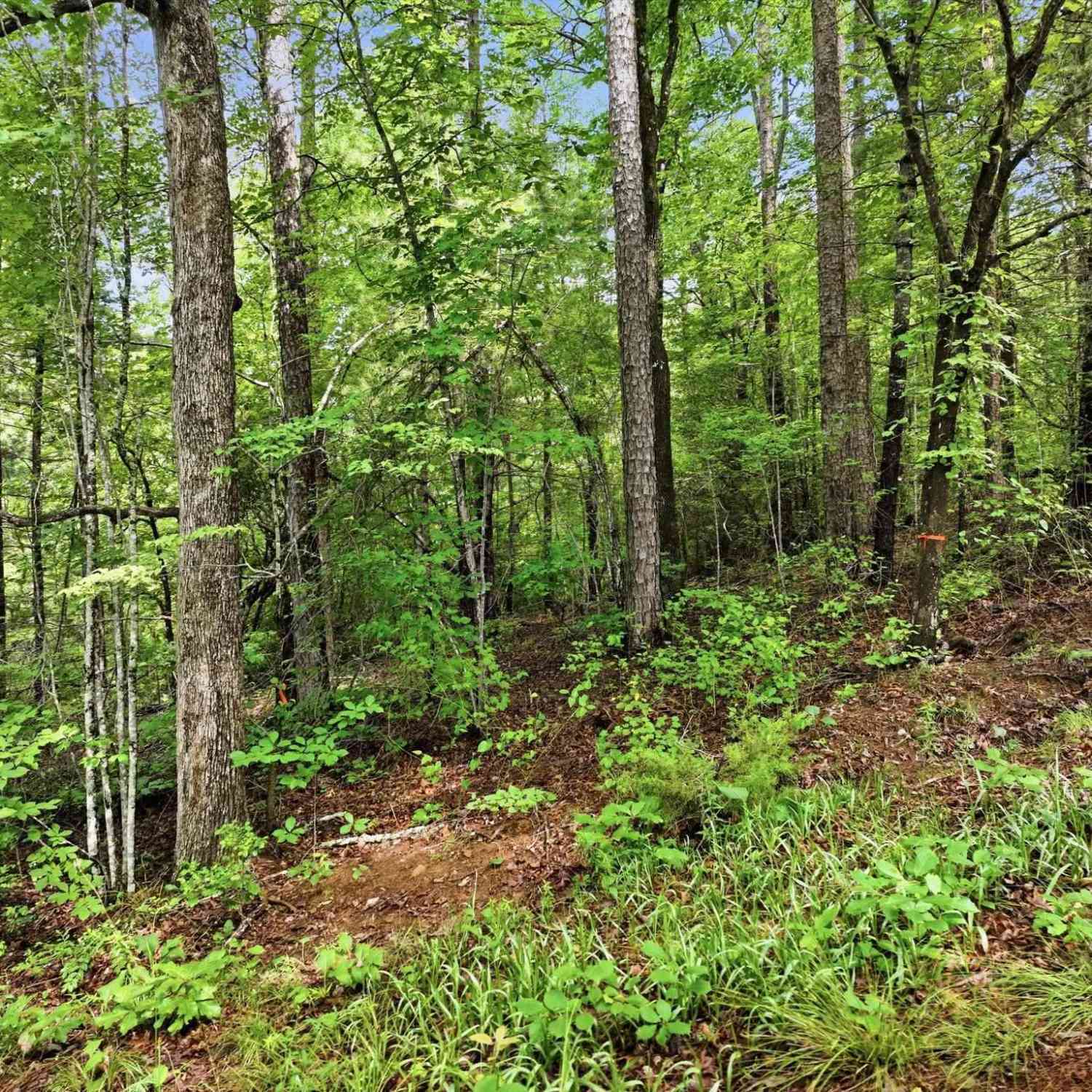 Vacant Land For Sale - 231 Cherokee Hills<br/> Pickens, SC 29671