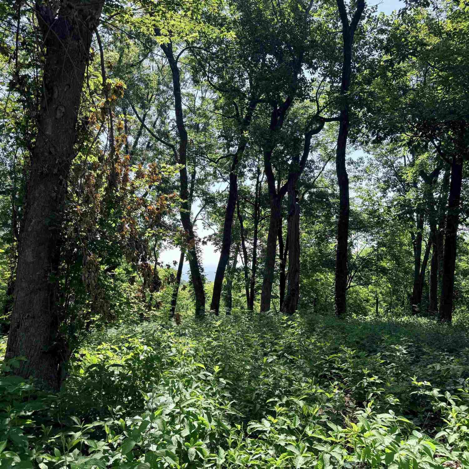 Vacant Land For Sale - 147 Raptor<br/> Greenville County, Landrum, SC 29635