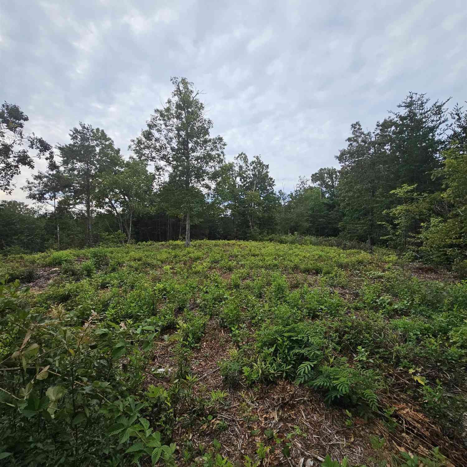 Vacant Land For Sale - 1138 Belue Mill<br/> Spartanburg County, Landrum, SC 29356
