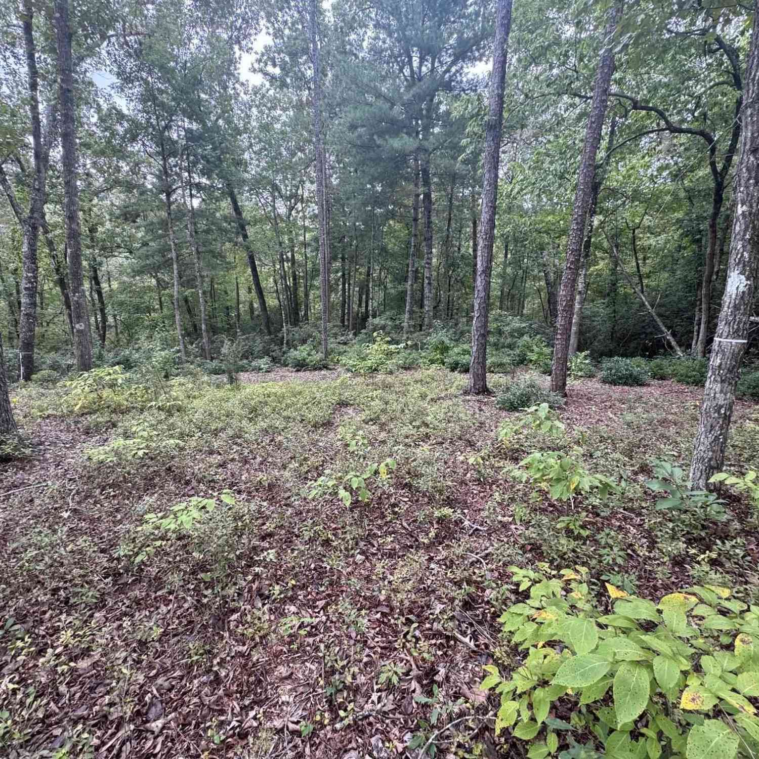 Vacant Land For Sale - S46 Cliffs Falls<br/> Salem, SC 29676