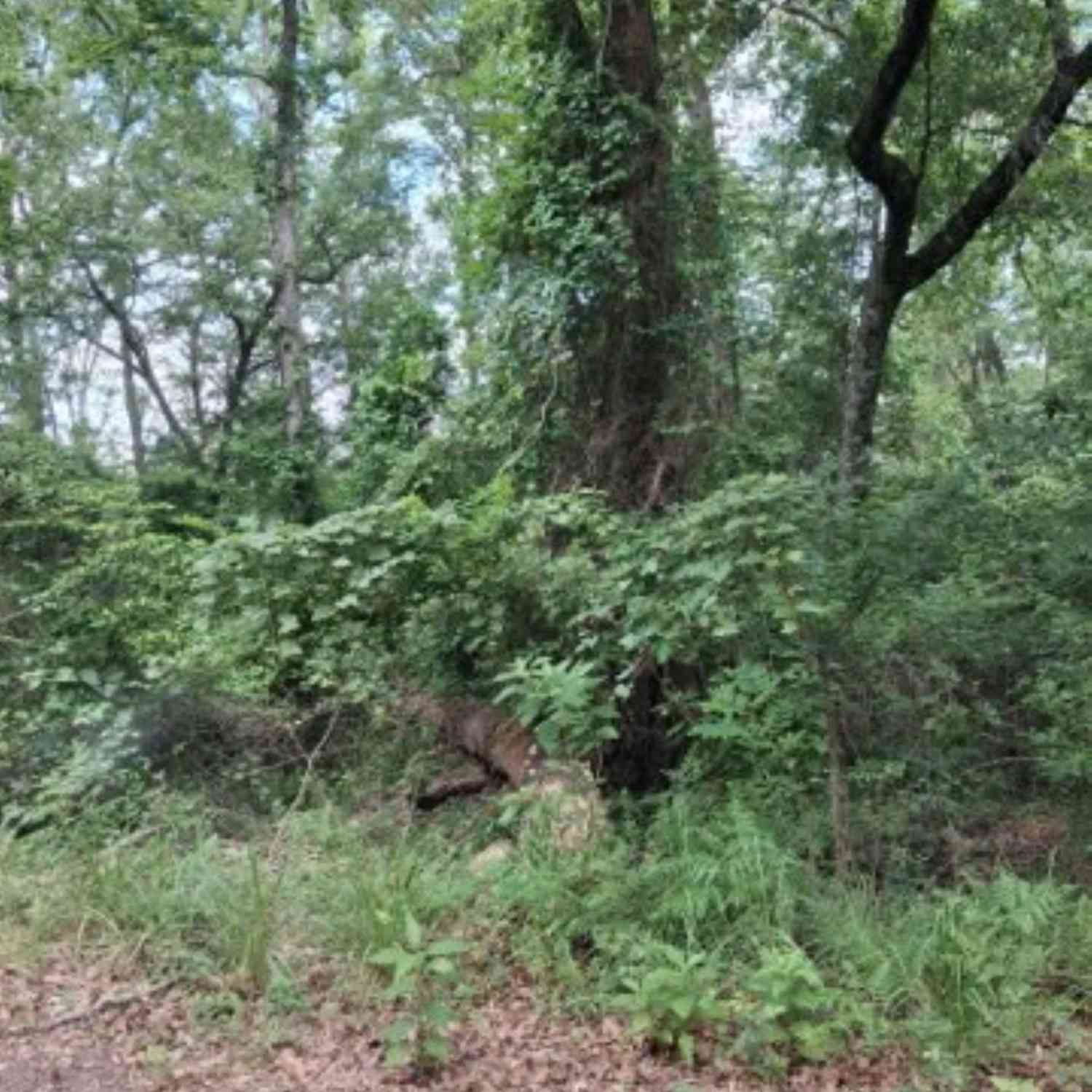 Homes For Sale - TBD Dogwood Drive<br/> Murchison, TX 75778