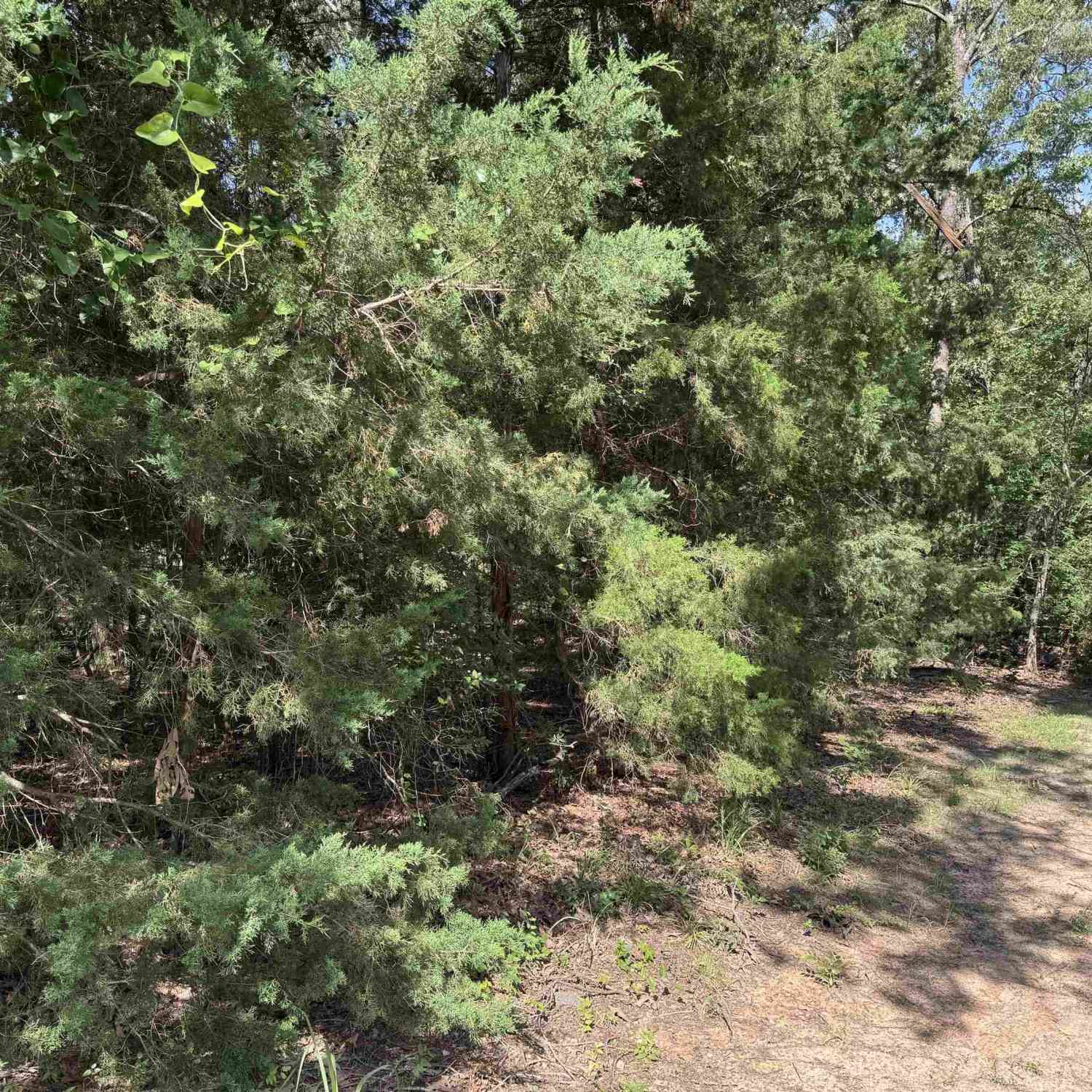 Homes For Sale - LOT 4 Cypress Creek Drive<br/> Mt Vernon, TX 75457