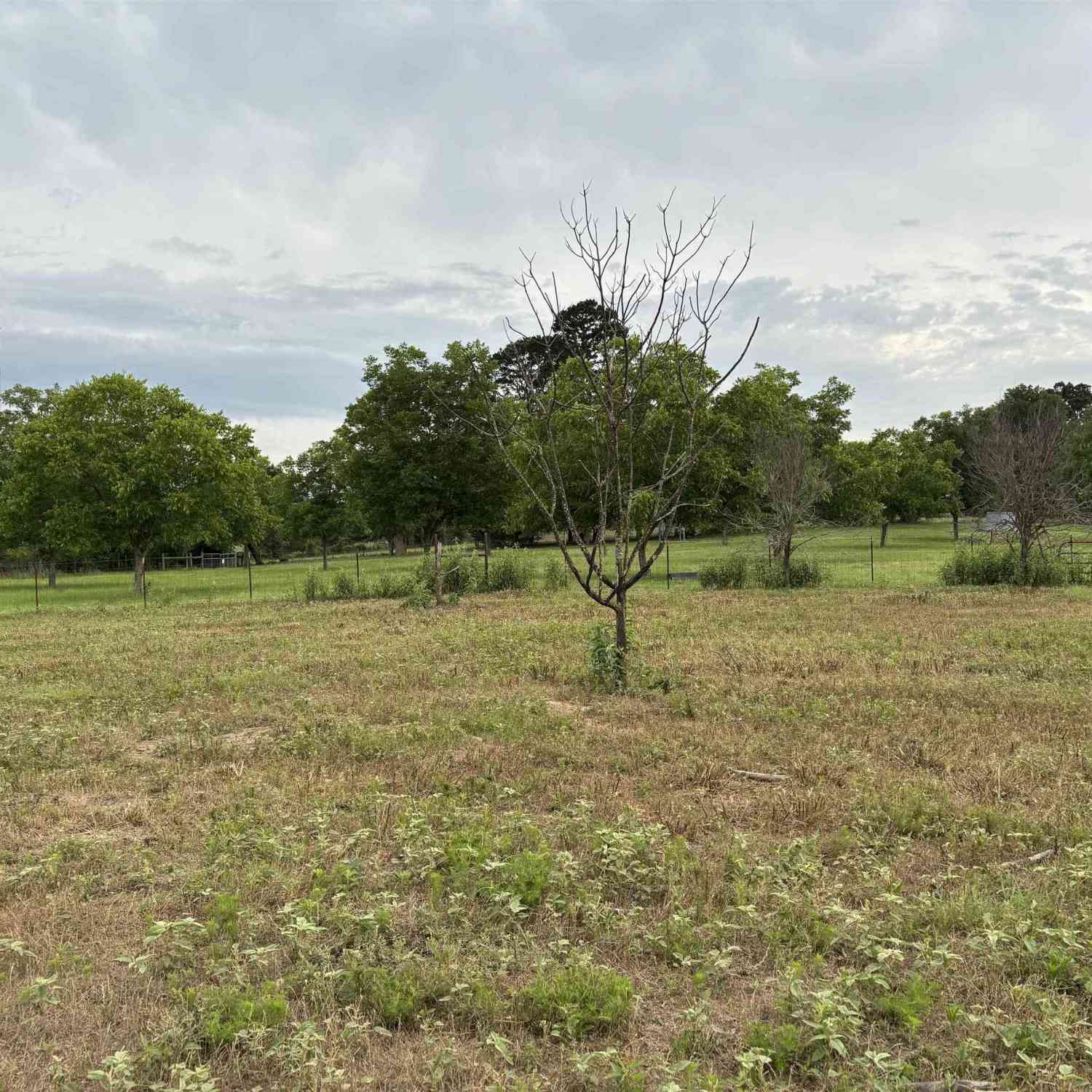 Homes For Sale - LOT 3 Scarlet Oak Rd<br/> Upshur County, Gilmer, TX 75645