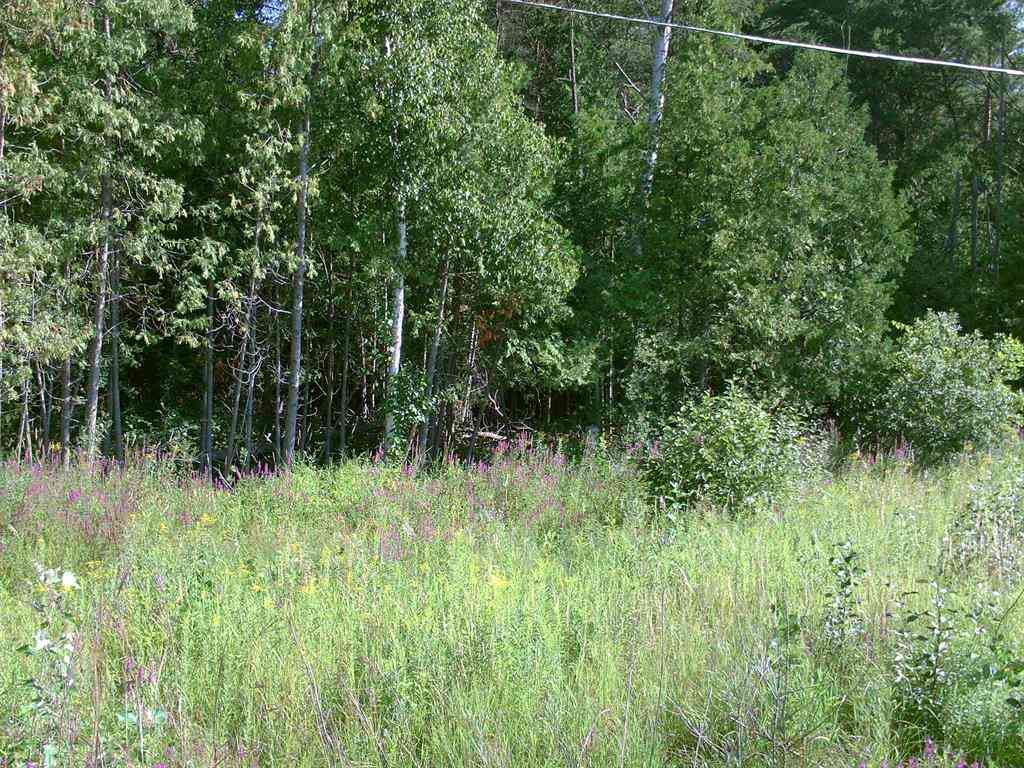 Vacant Land For Sale - M-55  <br/> Tawas City, MI 48763