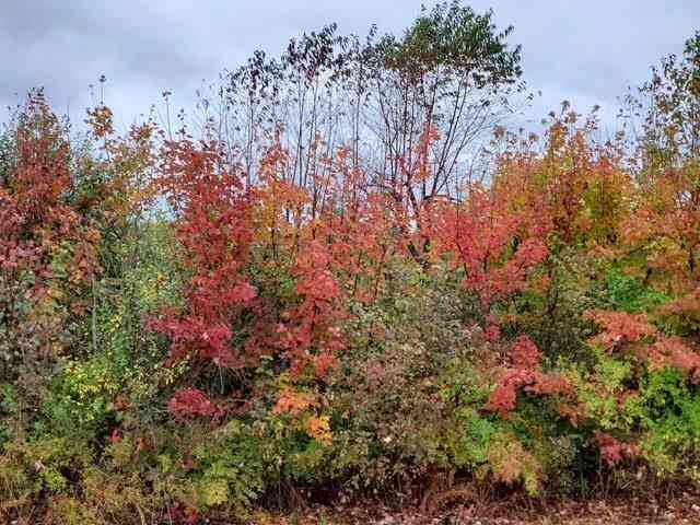 Vacant Land For Sale - Irish Road <br/> Millington, MI 48746