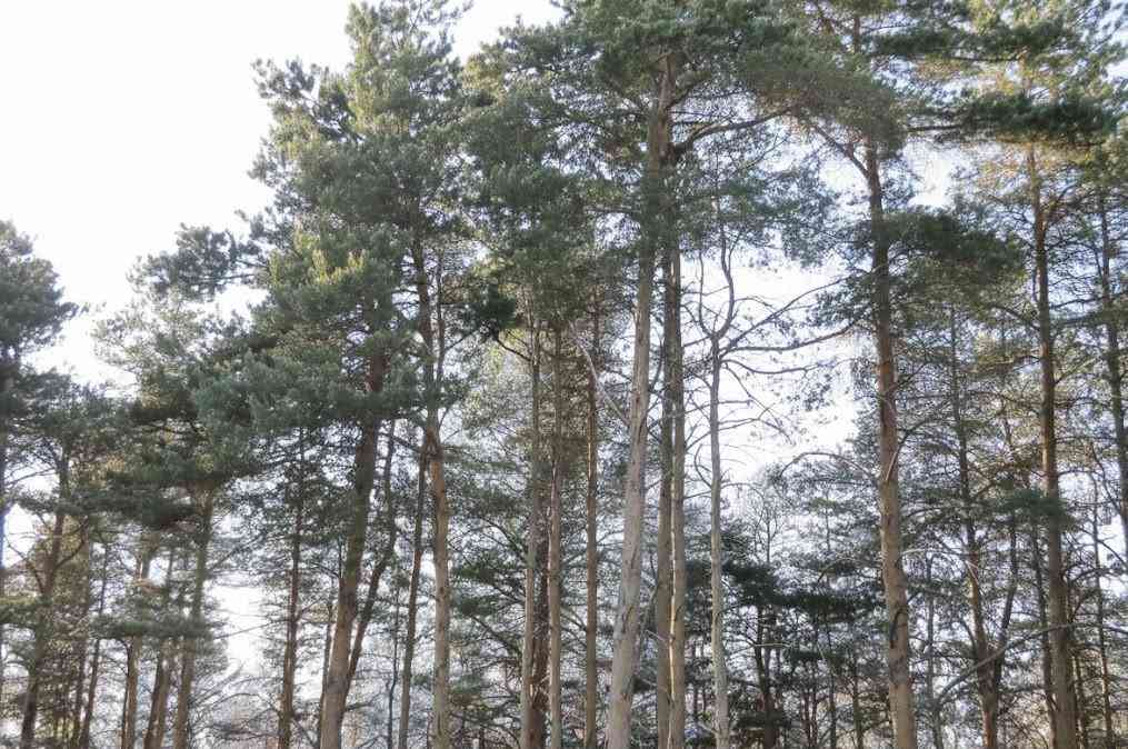 Vacant Land For Sale - C Garfield Road <br/> Kingsley, MI 49649