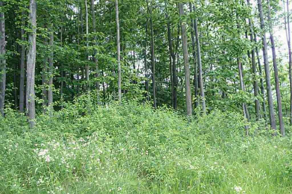 Vacant Land For Sale - 8877 Cedar Creek Drive <br/> Petoskey, MI 49770