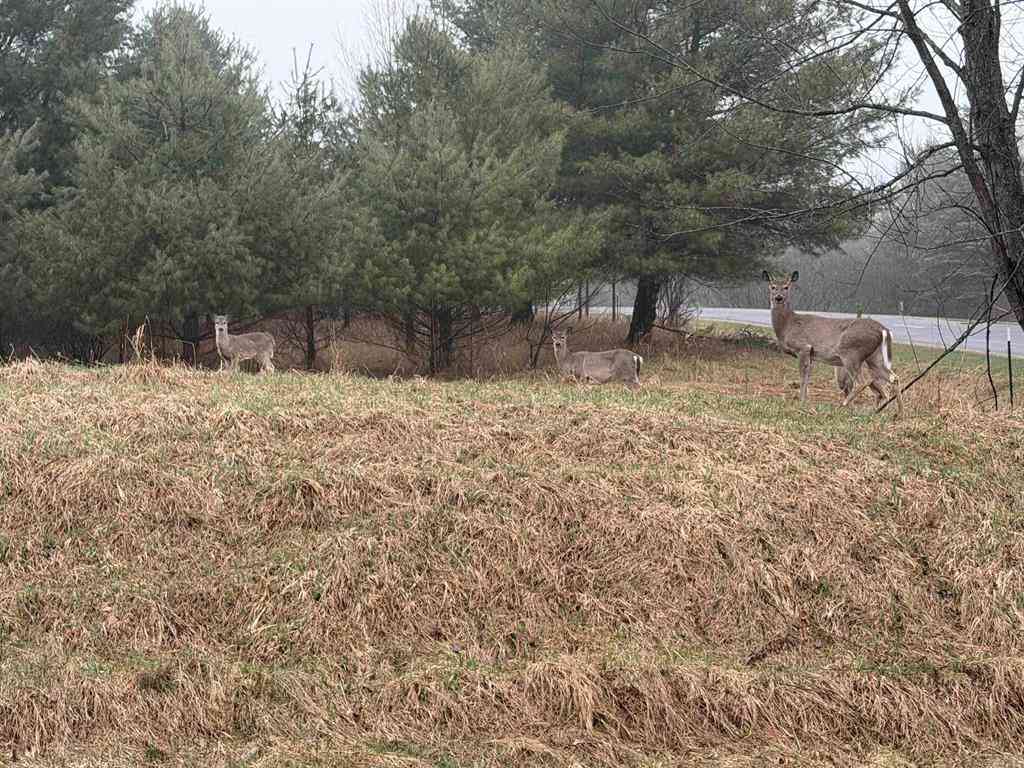 Vacant Land For Sale - Track Iron Trail <br/> Gladwin, MI 48624