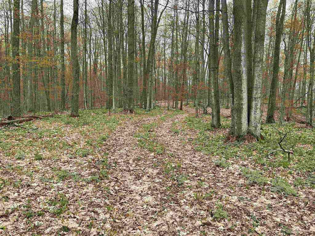 Vacant Land For Sale - 20 ACRES Zimmerman Road <br/> Rapid City, MI 49676
