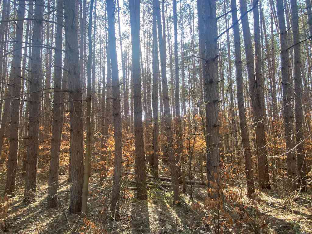 Vacant Land For Sale - Deer Run Drive <br/> Cadillac, MI 49601