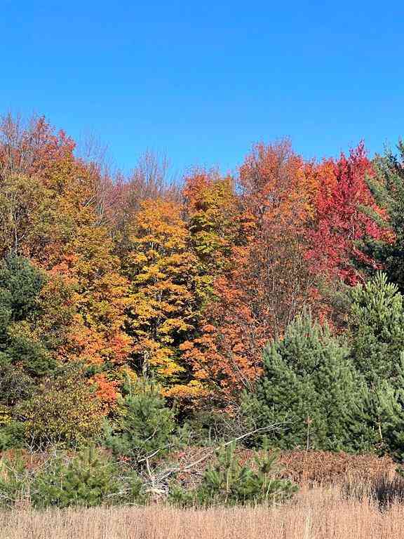 Vacant Land For Sale - 247 Blue Heron Drive <br/> Kalkaska, MI 49646