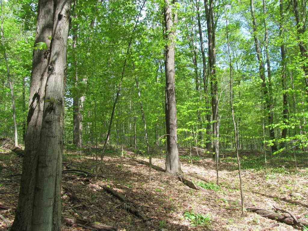 Vacant Land For Sale - M-115  <br/> Osceola County, Tustin, MI 49688