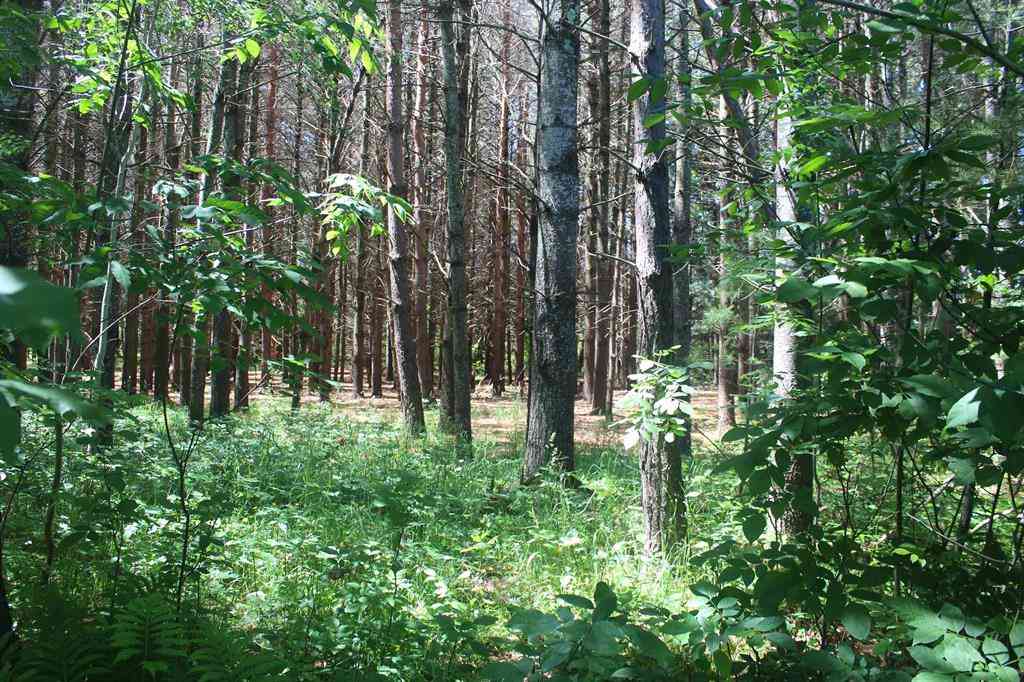 Vacant Land For Sale - 00 Stone Circle Drive <br/> Antrim County, Kewadin, MI 49648