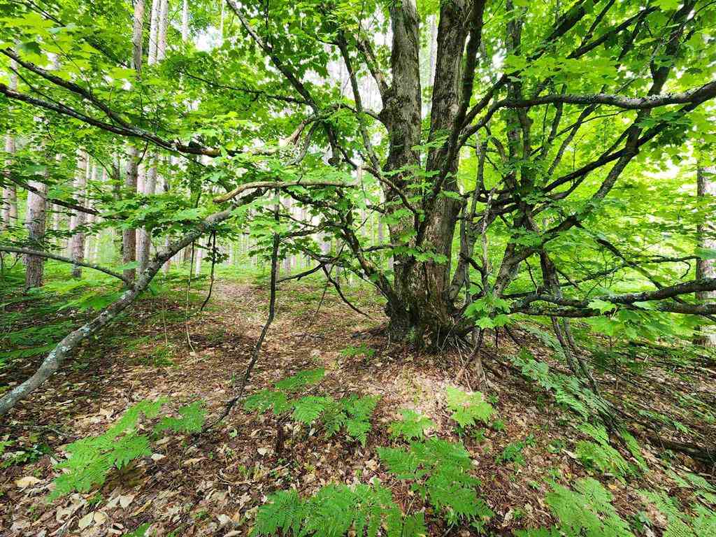 Vacant Land For Sale - 00 Christie Drive <br/> Kalkaska, MI 49646