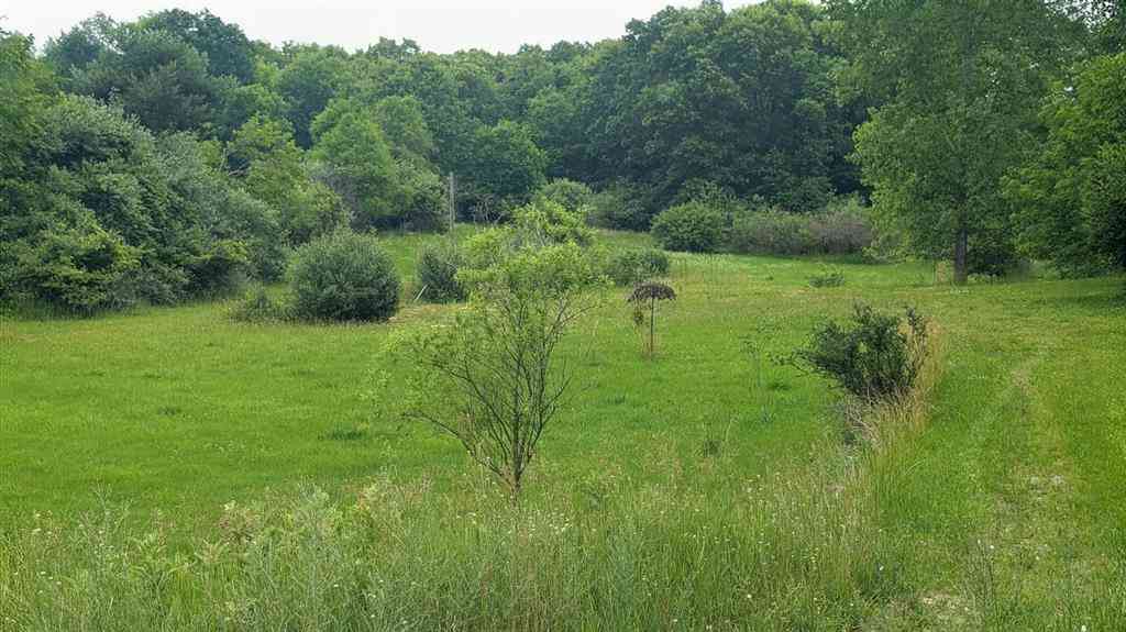 Vacant Land For Sale - 9681 SW Greenville Road <br/> Montcalm County, Greenville, MI 48838