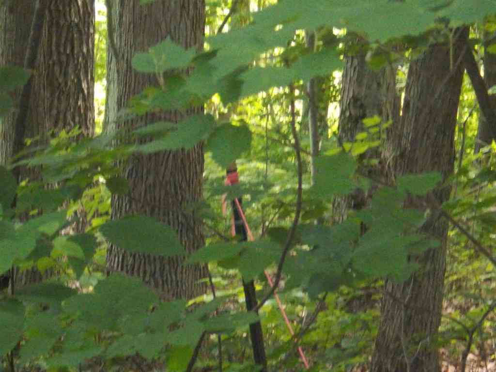 Vacant Land For Sale - Fern Street <br/> Hale, MI 48739