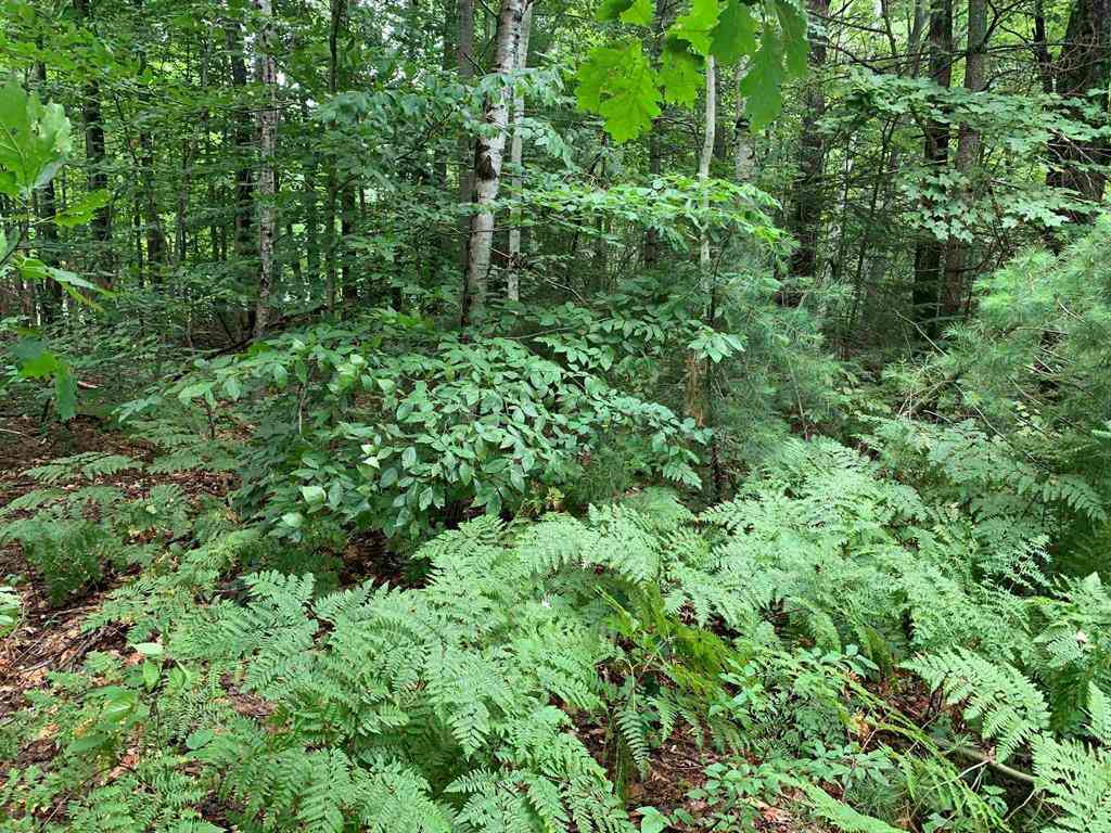 Vacant Land For Sale - 00 Bass Avenue <br/> Kalkaska County, Kalkaska, MI 49646