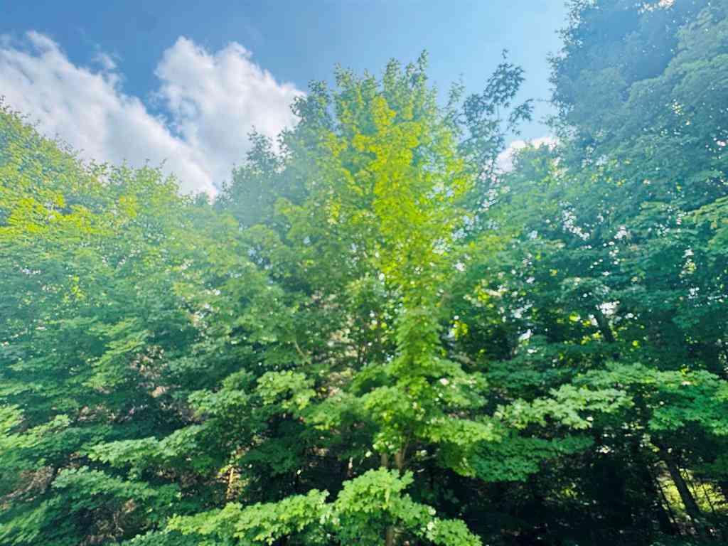 Vacant Land For Sale - 22 Mile Road <br/> Tustin, MI 49688