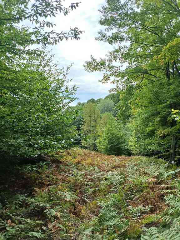 Vacant Land For Sale - TBD E Dietz Road <br/> Charlevoix County, Boyne City, MI 49712