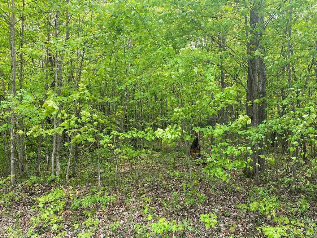 Vacant Land For Sale - Fribourg Drive <br/> Reed City, MI 49677