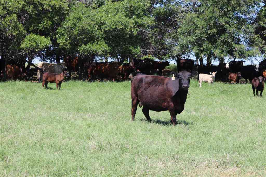 Vacant Land For Sale - 293 ACRES Deer Creek Rd<br/> Clay County, Henrietta, TX 76365