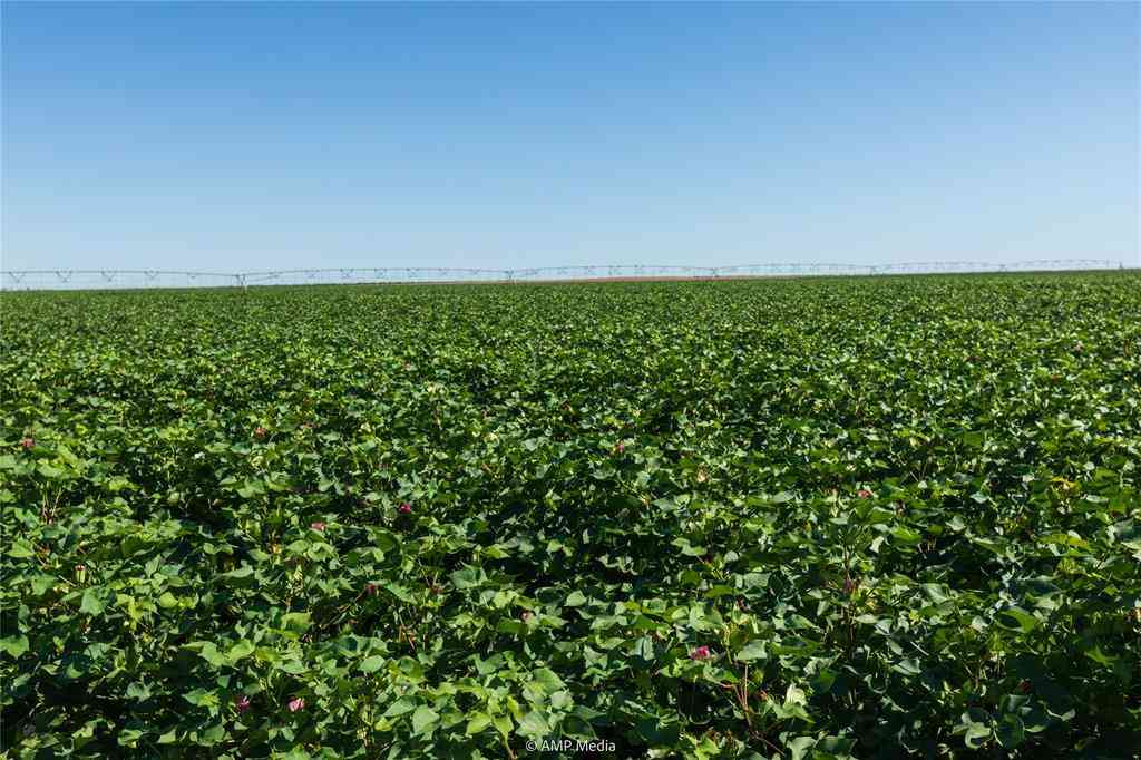 Vacant Land For Sale - TBD Cr 1691<br/> Haskell County, O'Brien, TX 79521