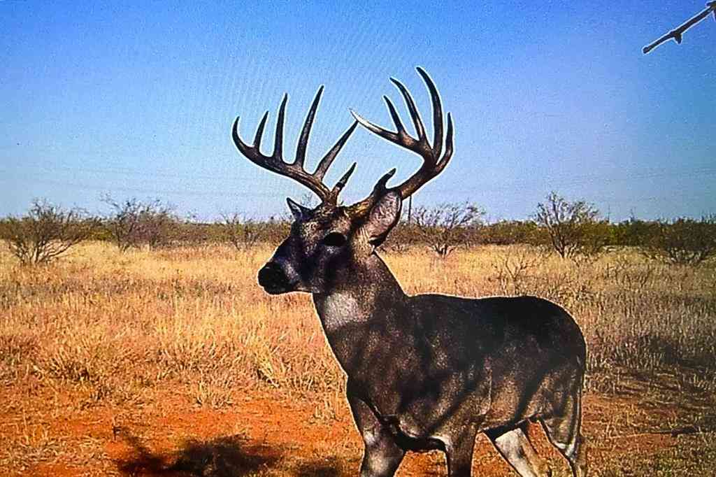 Vacant Land For Sale - TBD Fm 1168<br/> Paducah, TX 79248