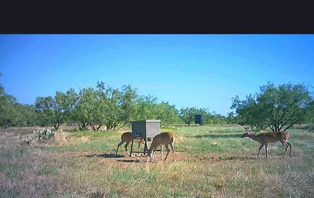 Vacant Land For Sale - 5860 County Road 423<br/> Cisco, TX 76437