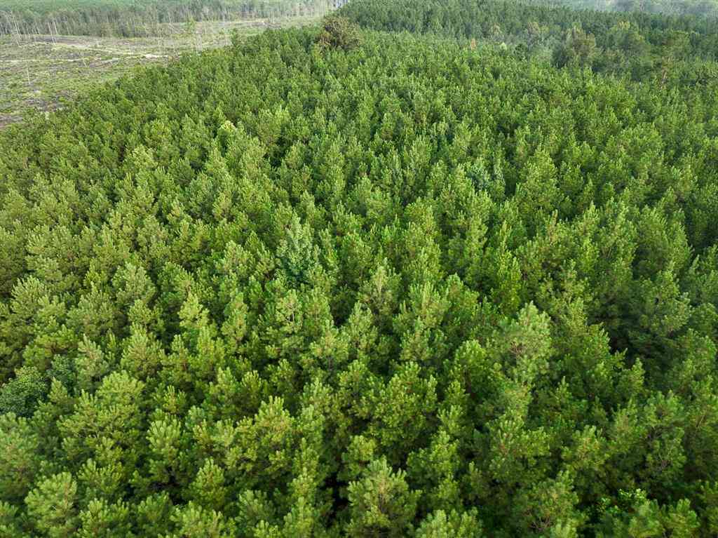 Vacant Land For Sale - 3 Big Hill Fire Tower Road<br/> Robeline, LA 71469