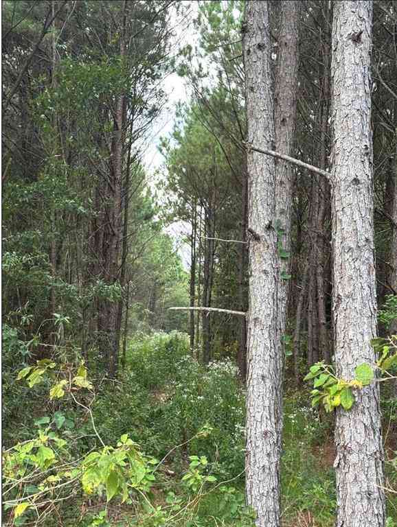 Vacant Land For Sale - TBD County Road 1582<br/> Cass County, Avinger, TX 75630