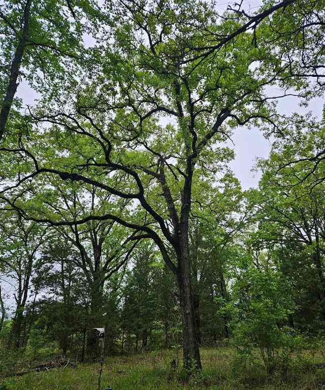 Vacant Land For Sale - 01 PRIVATE 5401 Road<br/> Malakoff, TX 75148