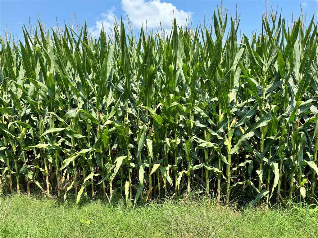 Vacant Land For Sale - 520 Flynn Bridge Cut Road<br/> Humnoke, AR 72072
