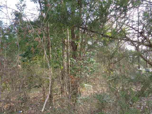 Vacant Land For Sale - TBD Cr 4870<br/> Wood County, Winnsboro, TX 75494
