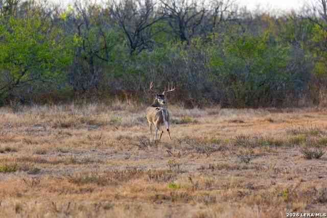 Vacant Land For Sale - FM 1572 Hwy 131<br/> Spofford, TX 78832