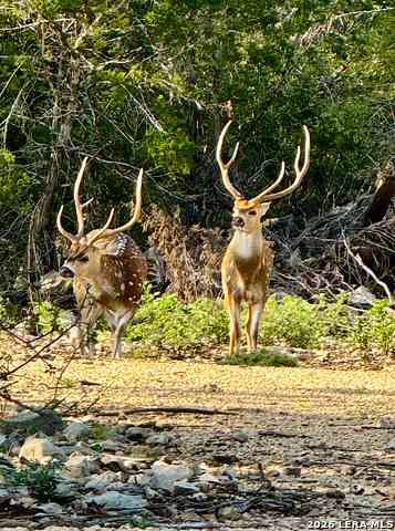 Vacant Land For Sale - TBD Rm 334<br/> Brackettville, TX 78832
