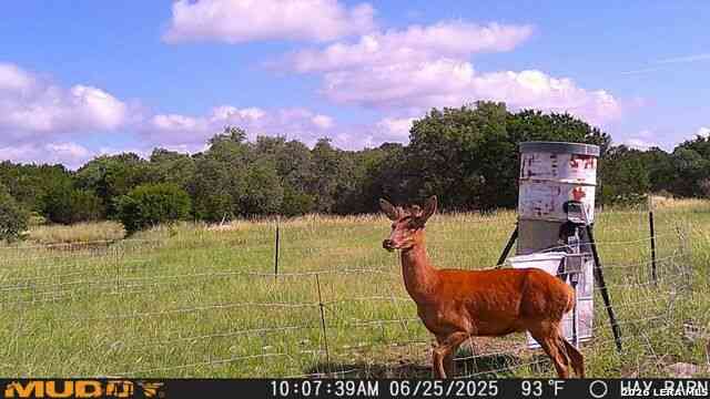 Vacant Land For Sale - 1985-1 Kc 443<br/> Harper, TX 78631