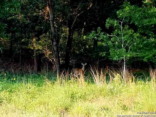 Other For Sale - 2404 County Road 320<br/> Wilson County, Floresville, TX 78114