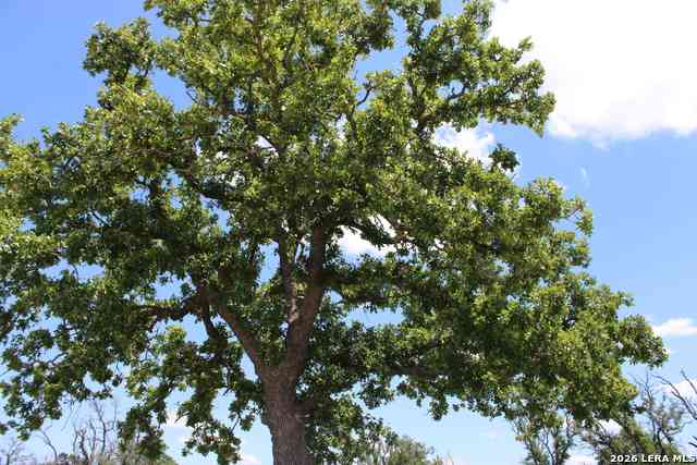 Vacant Land For Sale - 135 Pack Saddle Ln<br/> Fredericksburg, TX 78624