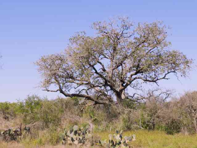 Vacant Land For Sale - 140 Cr 2644<br/> Moore, TX 78057