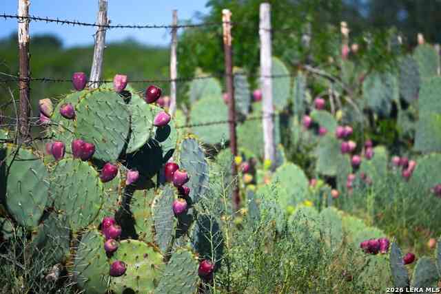 Vacant Land For Sale - 6192 County Road 2500<br/> Bigfoot, TX 78005