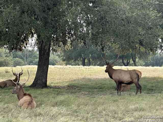 Vacant Land For Sale - TBD-LOT 42 Blackbuck<br/> Pipe Creek, TX 78063