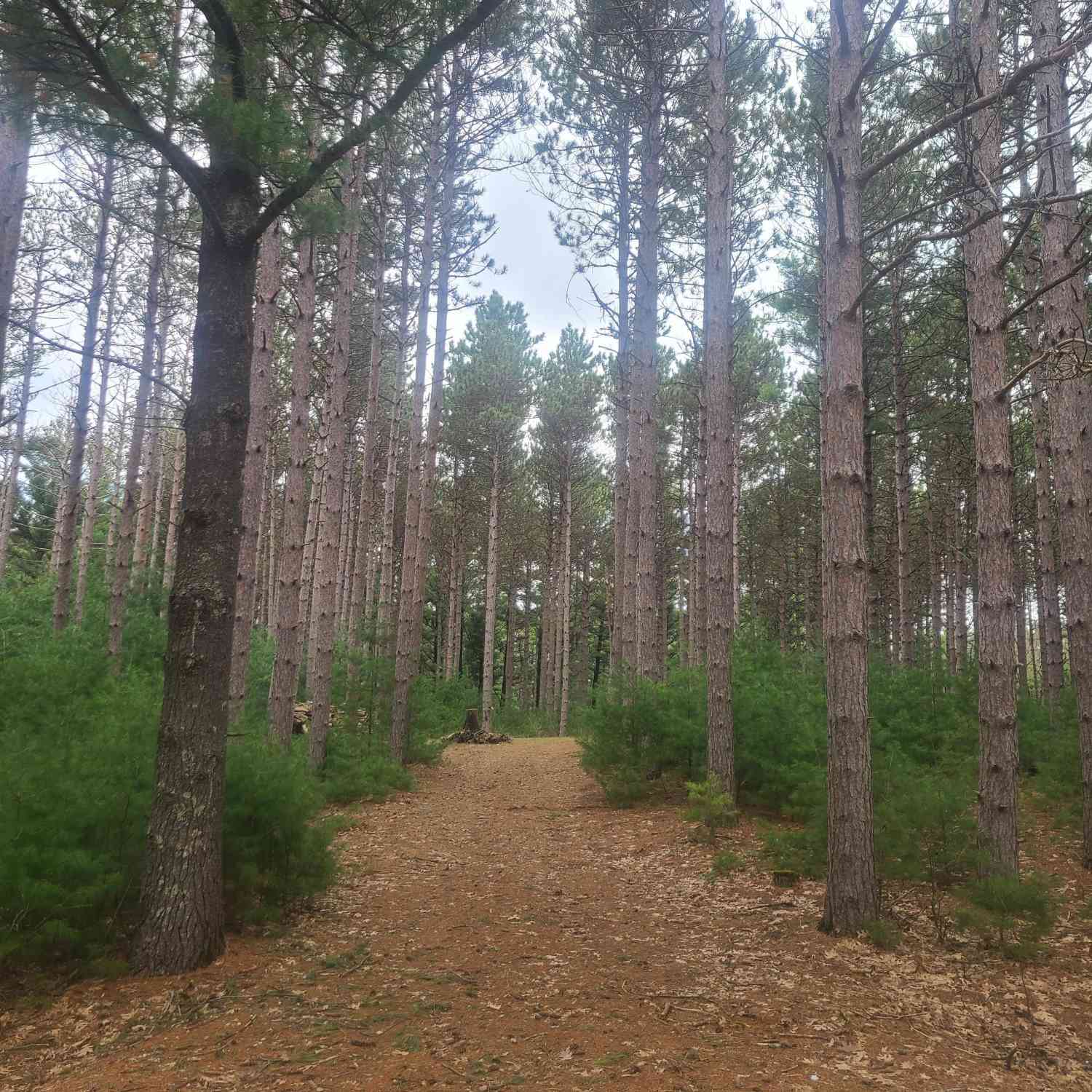 Vacant Land For Sale - LT1 Fawn<br/> Hancock, WI 54943
