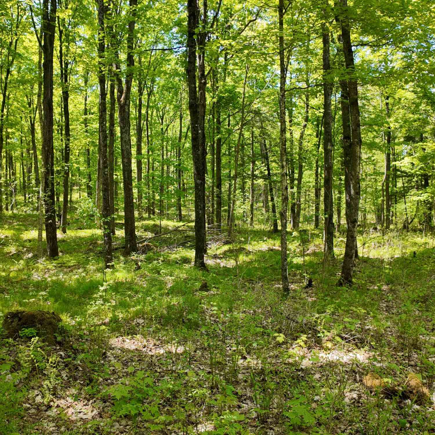 Vacant Land For Sale - LT1 Federal Forest Road #3903<br/> Laona, WI 54541