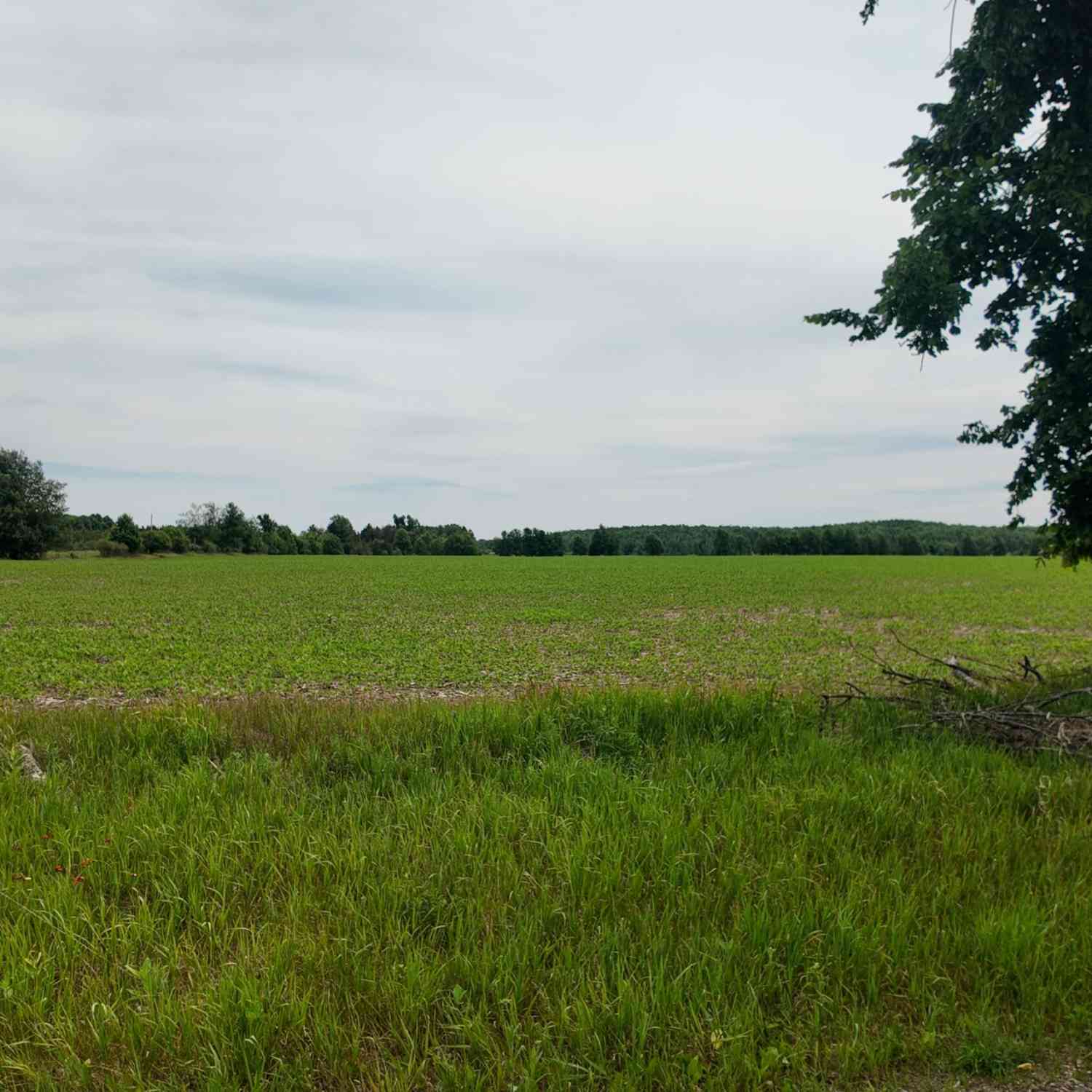Vacant Land For Sale - LT1 Peshtigo River<br/> Laona, WI 54541