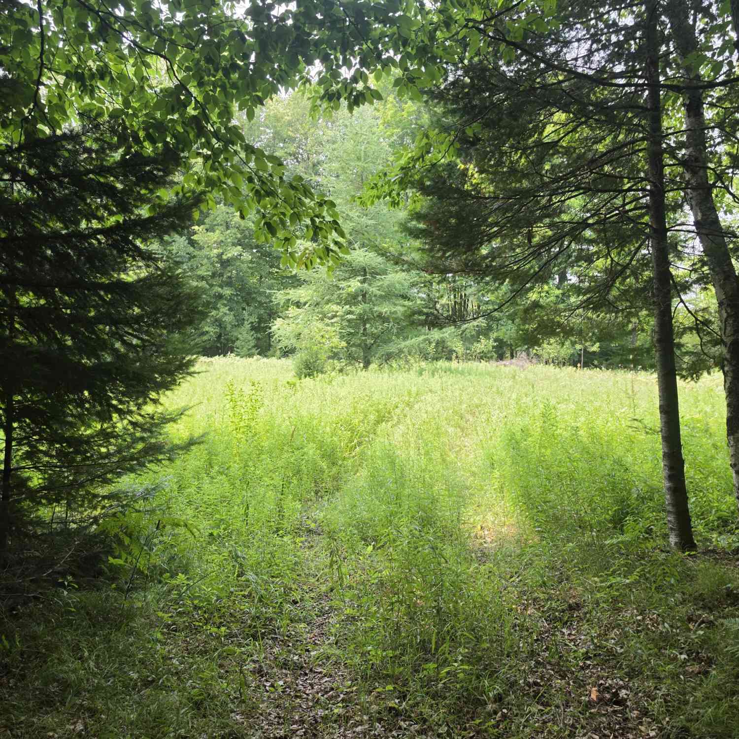 Vacant Land For Sale - LT0 Old Rail<br/> Wausaukee, WI 54177